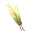Barley