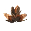 Beech Seeds