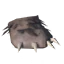 Bear Paw