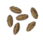 Carrot Seeds