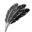 Feathers
