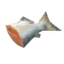 Raw Fish
