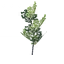 Beech sapling