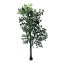 Birch Sapling
