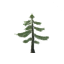 Fir Sapling
