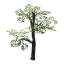 Oak Sapling