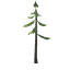 Pine Sapling