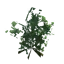 Ivy