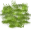 Grass