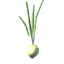 Onion
