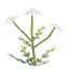Seed-carrot