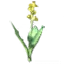 Seed Kale