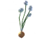 Seed-onion