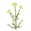 Seed-turnip