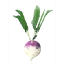 Turnip
